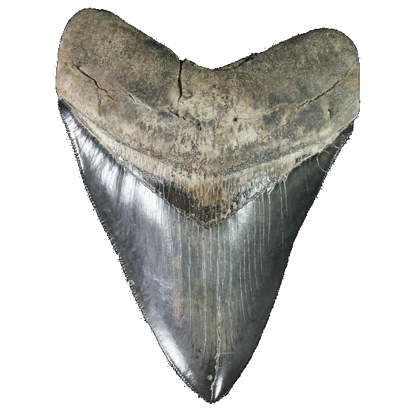 shark tooth icon