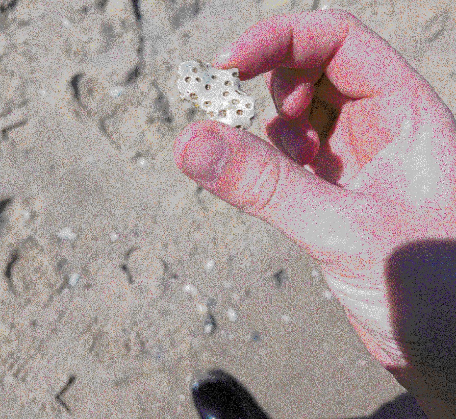 Piece of fossilized coral