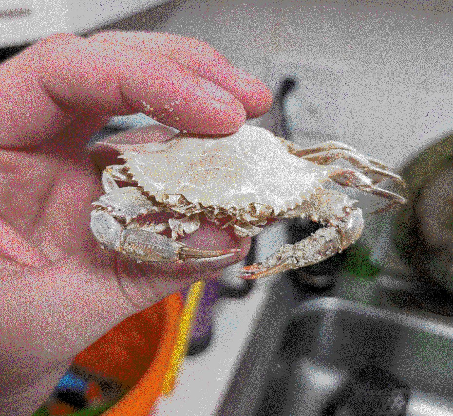 Crab exoskeleton