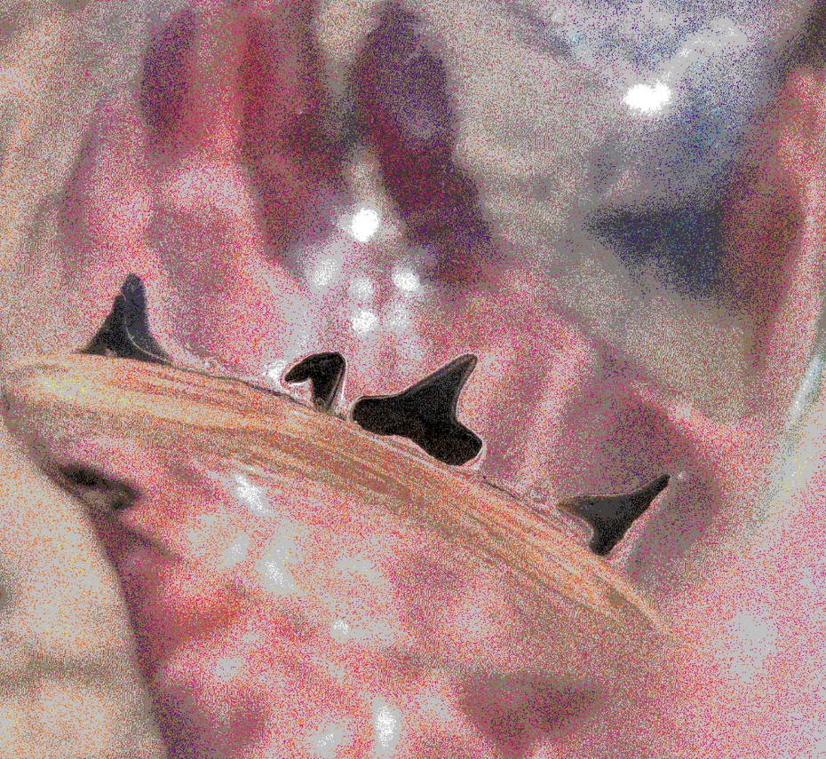 Jar with many small shark teeth
