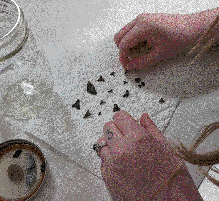 Piece of napkin with various shark teeth