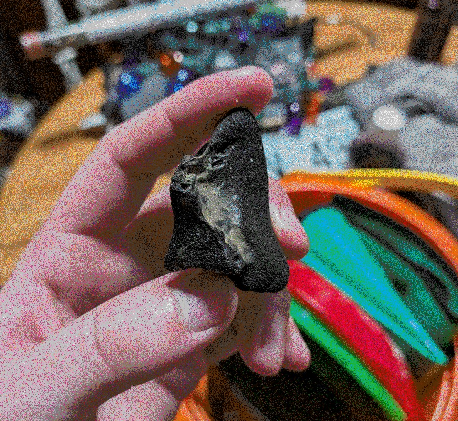 Fossilized whale vertebrae